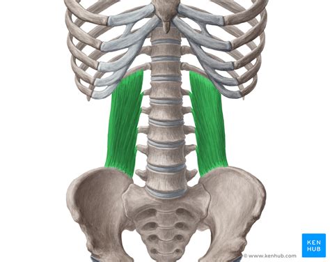 Quadratus Lumborum Muscle Anatomy Function Pathology Kenhub Images