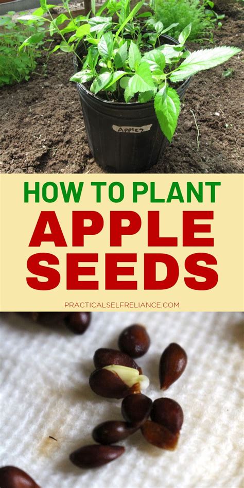 How To Grow Apple Trees From Seed Apple Tree From Seed