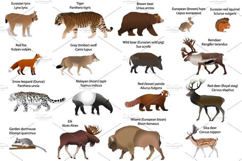 Animals On The Map Of Europe Pre Designed Photoshop Graphics