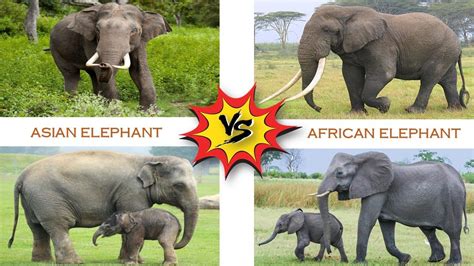 Asian Elephant Vs African Elephant 🐘 Mammals Animals Youtube