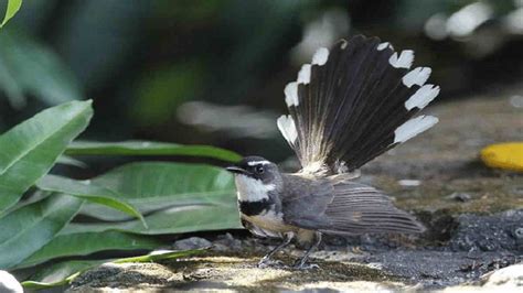 Burung Pemakan Serangga Di Indonesia Ada Yang Dipelihara