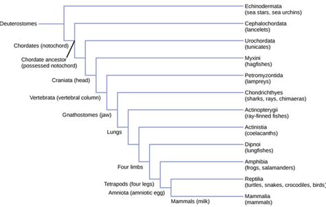29.1D: Characteristics of Vertebrates - Biology LibreTexts