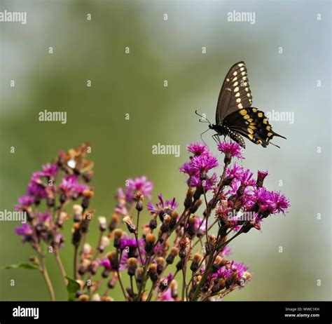 Swallowtail Butterfly On Wildflower Stock Photo Alamy