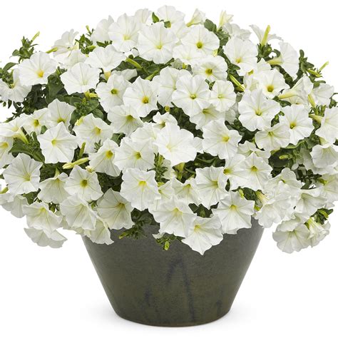Petunia Supertunia White Buy Petunia Annuals Online