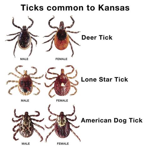 Ticks Season Digs In News