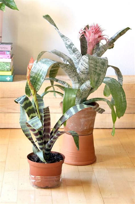 18 Most Beautiful Indoor Plants And 5 Easy Care Tips