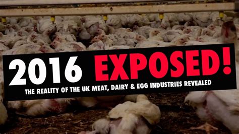 2016 Exposed The Reality Of The Uk Meat Dairy And Egg Industries