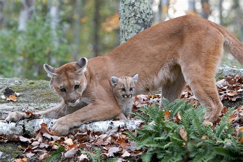 The Cougar Interesting Wild Animal Fact And Pictures Animals Lover