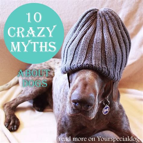 10 Crazy Dog Myths Your Special Dog