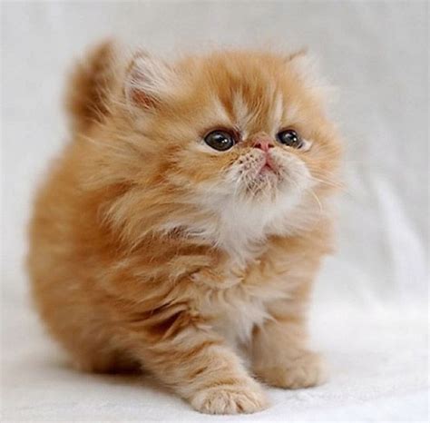 Cats Easyday Cute Animals Kittens Cutest Cuddly Animals