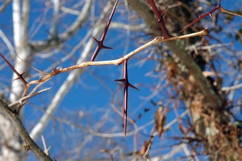 What Types Of Trees Have Thorns