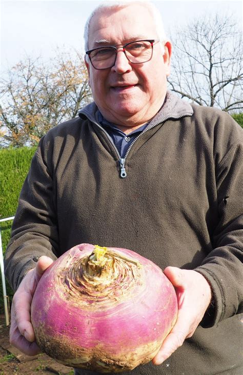 Arbent Insolite Il Ramasse Un Navet De 37 Kg Dans Son Potager