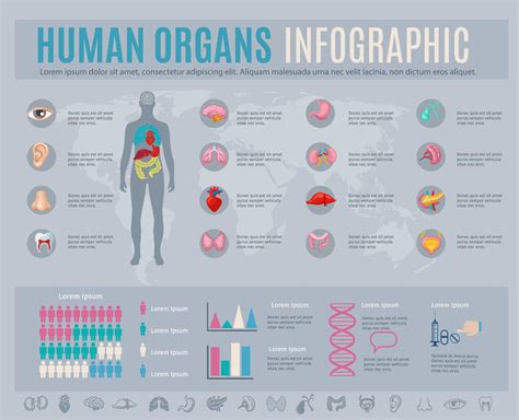 Human Organs Infographic Set 468266 Vector Art At Vecteezy