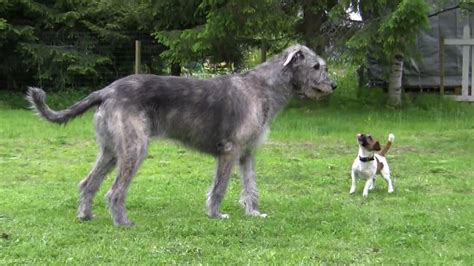 Jack Russell Terrier And Irish Wolfhound Playing Youtube