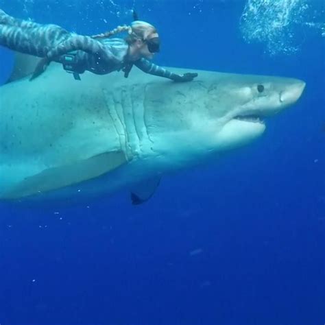 Video Great White Shark Swims With Divers Off Hawaii Coast Shark Pictures Shark Photos
