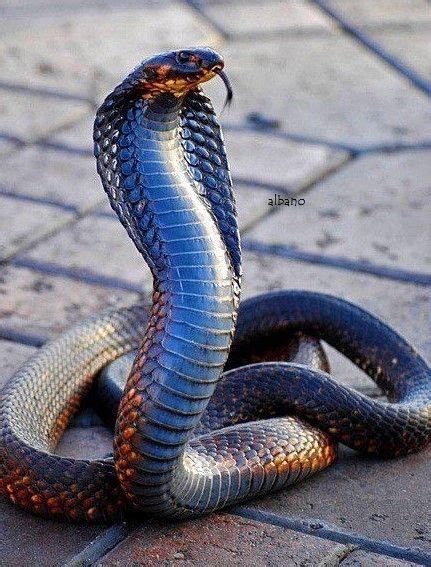 Pin By Eggs On Snakes Reptiles And Amphibians Pet Snake Snake