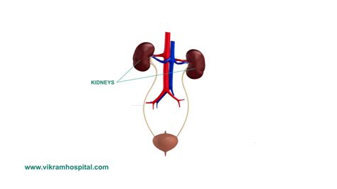 Functions Of Urology System Youtube