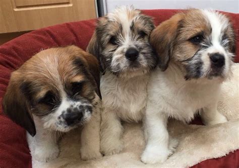 top  unbelievable beagle cross breeds dogmalcom