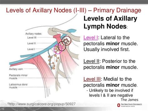 Lymph Node Levels Axilla