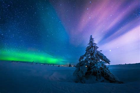 Aurora Borealis Earth Night Sky Snow Starry Sky Stars Tree