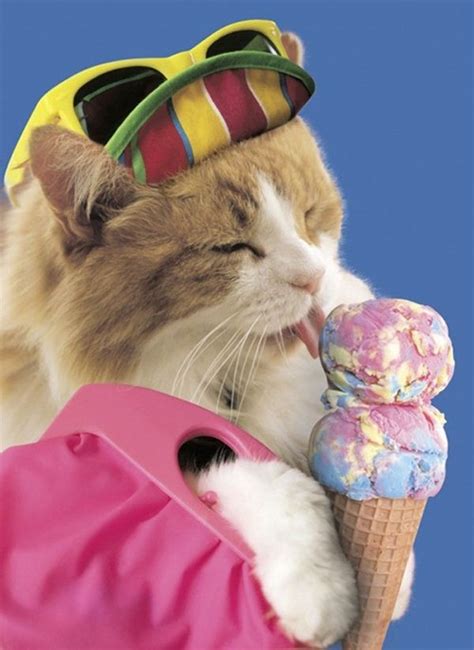 39 Cats Eating Ice Cream Baby Cats Crazy Cats Cute Animals