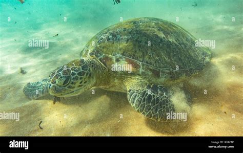 Underwater Photography Sea Turtle Hikkaduwa Sri Lanka Stock Photo