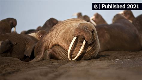 How Did Elephants And Walruses Get Their Tusks Its A Long Story