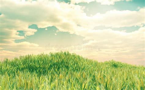 Beautiful Wheat Field Picture Image 12106171