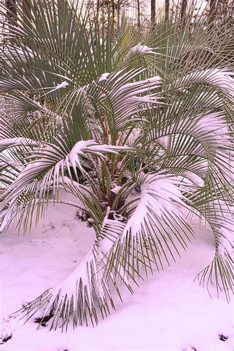 Snowy Palm Tree Vertical Photograph By Lisa Wooten Fine Art America