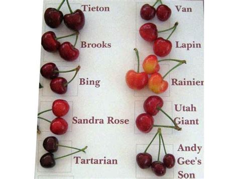 Health Benefits Of Cherries