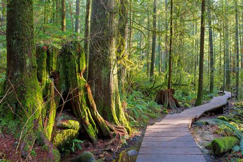 Top 5 Best Forests In British Colombia Canada Positive Travel