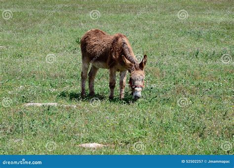 Brown Donkey Horizontal Stock Image Image Of Farm 52502257