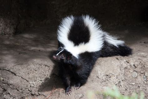It is illegal to own a pet skunk in new mexico.you need two permits for your skunk to enter the state of nm: Common Problems Caused by Skunks - Skunk.com