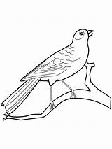 Canary Coloring Birds Printable Recommended sketch template