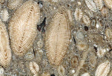 Larger Benthic Foraminifera Geology Is The Way