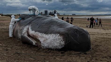 sperm whale in redcar british divers marine life rescue
