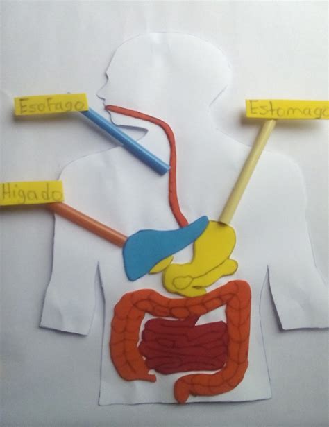 El Sistema Digestivo Moldes Y Plantillas En 2022 Material Didactico