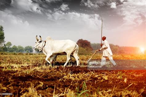 Farmer Ploughing Field High Res Stock Photo Getty Images