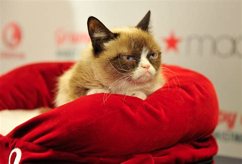 Grumpy Cat Dies Grumpy