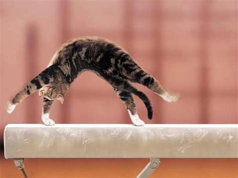Gymnastics Cats Cute Baby Animals Funny Animals