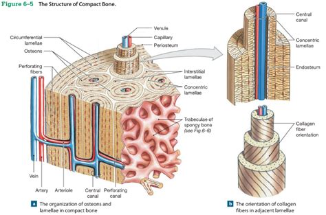 Print Chapter 6 Osseous Tissue And Bone Structure