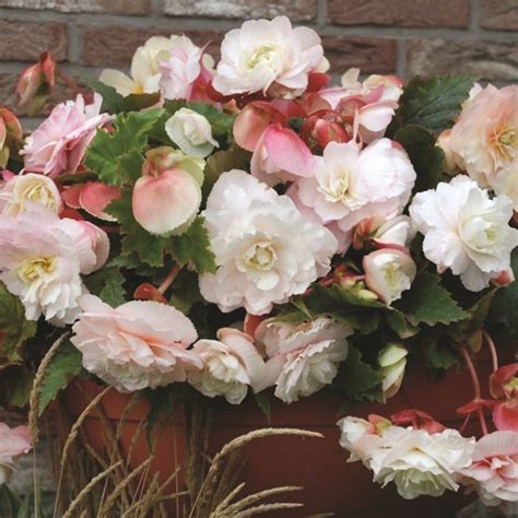 buy begonia tuber begonia mother s day £4 99 delivery by crocus