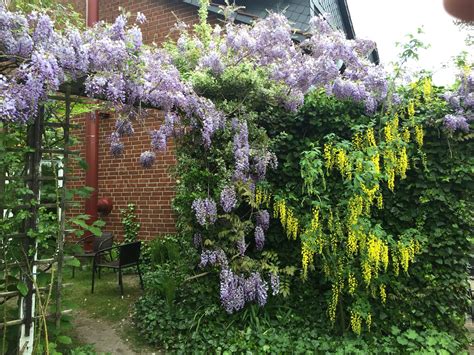 Blauregen sieht toll aus, keine frage, doch die pflanzen sind nicht ohne. Blauregen und Goldregen | Plants, Wisteria, Heaven