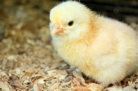 new baby chicks hatched! *WARNING: overload of cute pictures*