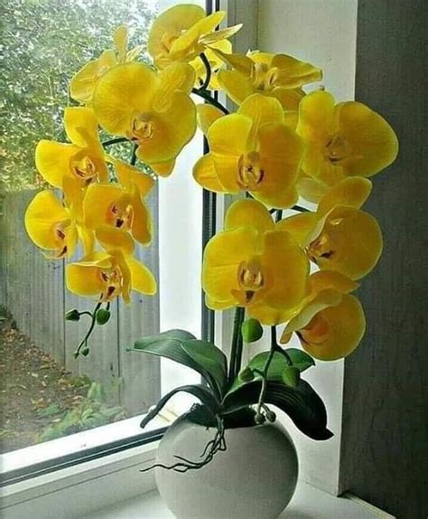 Pin De Pearl Aranda Em Beautiful Orchids Melhores Flores Orquídeas Orquídeas Vanda