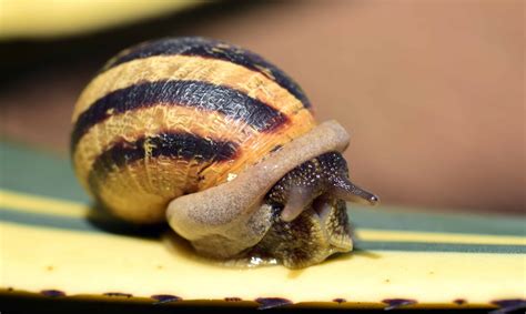 Free Picture Garden Snail Invertebrate Brown Shell Nature Food