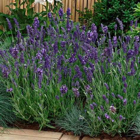 Ellagance Purple Lavender Vanstone Nurseries