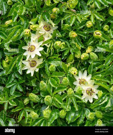 White Passion Flower Passiflora Growing On A Wall In An English Garden