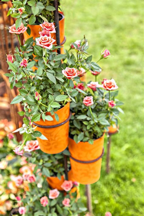 Growing Miniature Roses In Containers Caring For Container Miniature Roses