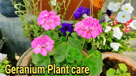 How To Care Geranium A Complete Video Youtube